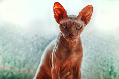 The sphinx cat close-up
